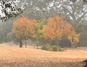 Fall color along a Los Altos pathway